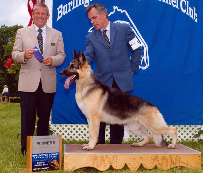 Alkarah kennels sale